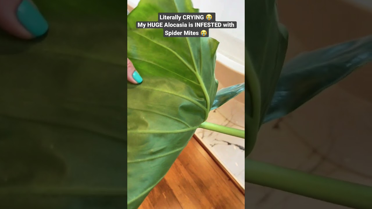 CRYING over my HUGE Alocasia Spider Mites INFESTATION 😭