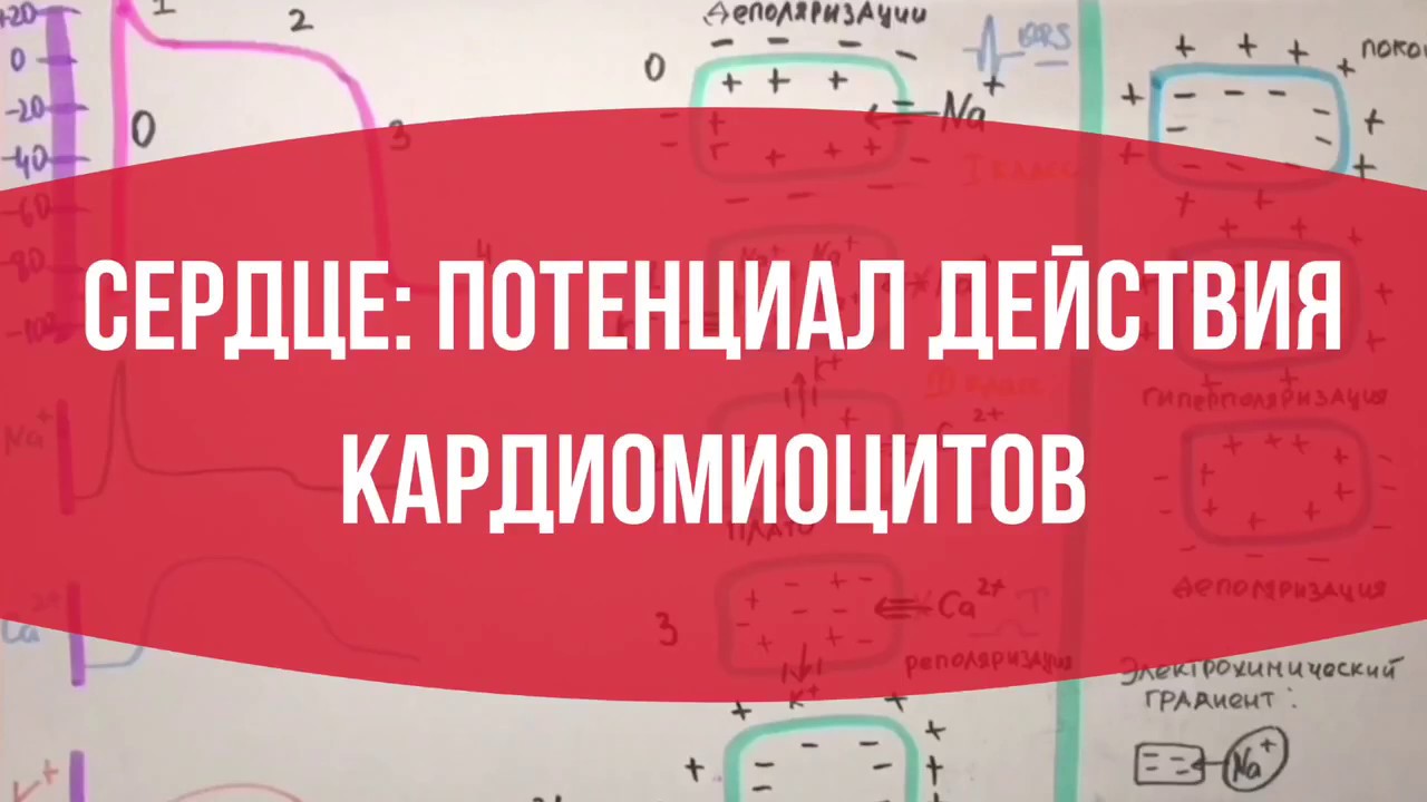 СЕРДЦЕ: Потенциал действия кардиомиоцитов