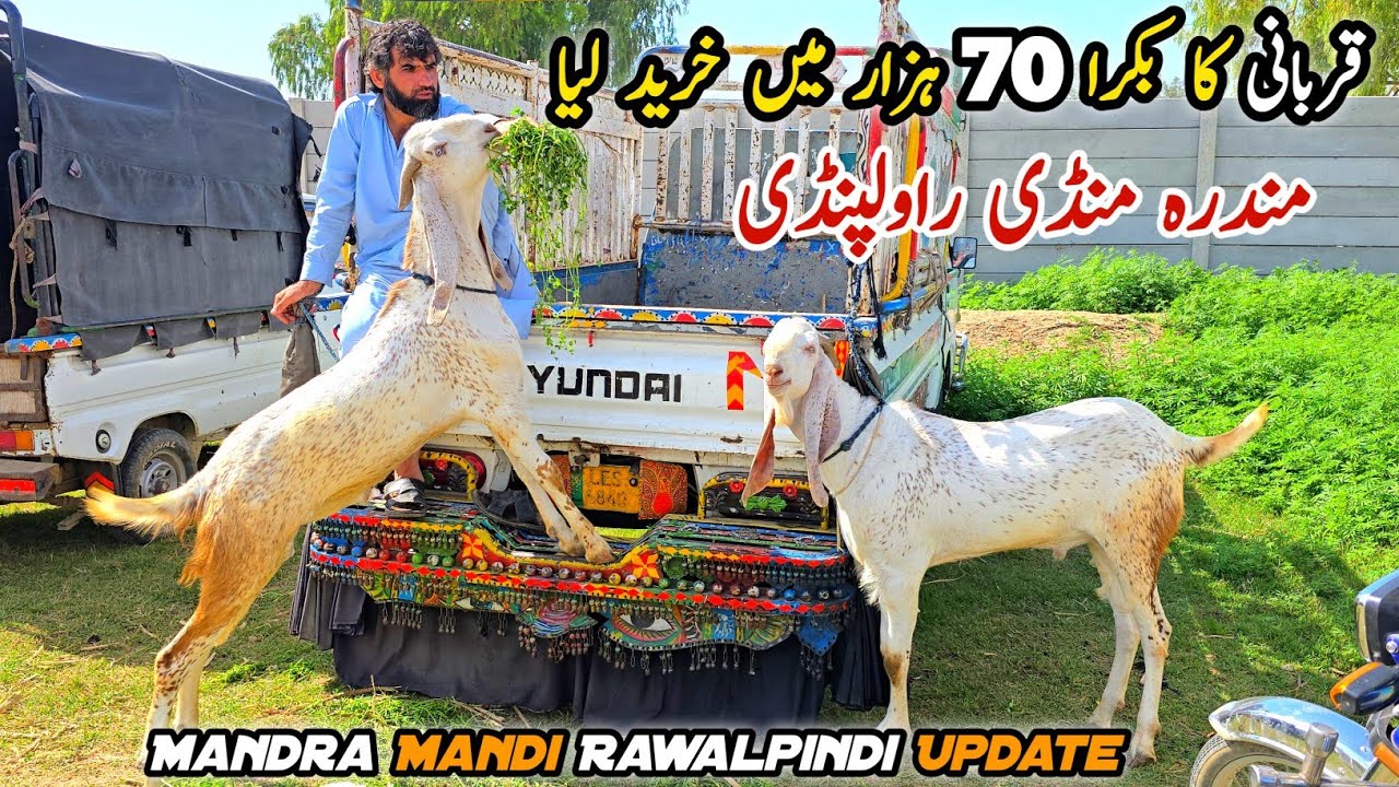 Qurbani K Bakry Mandra Mandi Rawalpindi Update 15-4-2026 | Bhatta Chowk Mandi 