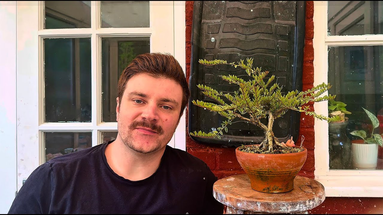 'The Sweet Lemon' Mame Bonsai: Branch Selection & Ramification Techniques - 2025