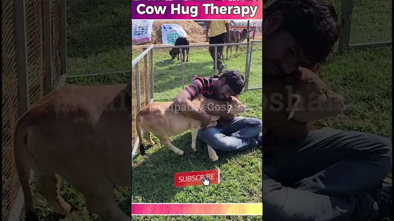 Cow hug & little cows #yt #cow #hindi #baby #shorts #viral #hug #video #indian