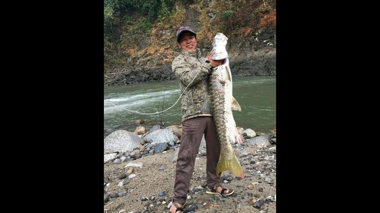 MONSTER FISH Golden Masheer caught and Released in Arunachal Pradesh