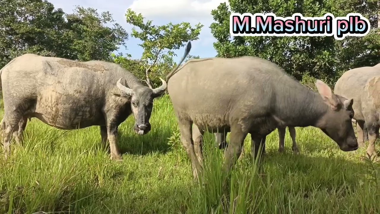WAKTUNYA ISTIRAHAT,MANDI LUMPUR DULU 🐂🐂🐂 SOBAT TERNAK