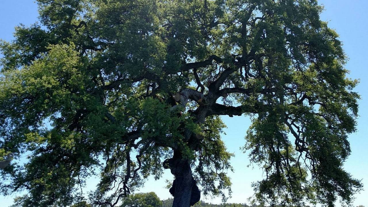 Native People: The Nisenan at a Place Called Wakamatsu Farm