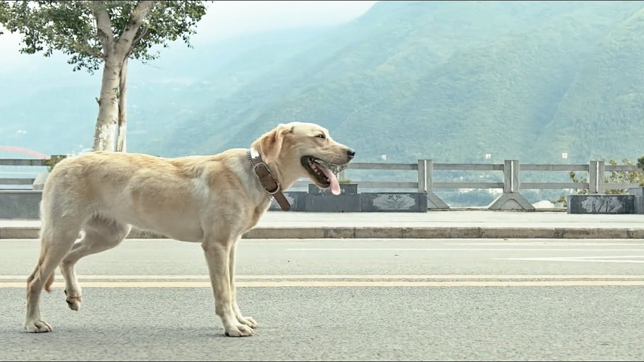 中国版“忠犬八公”，感人又真实，狗狗演技很炸裂！