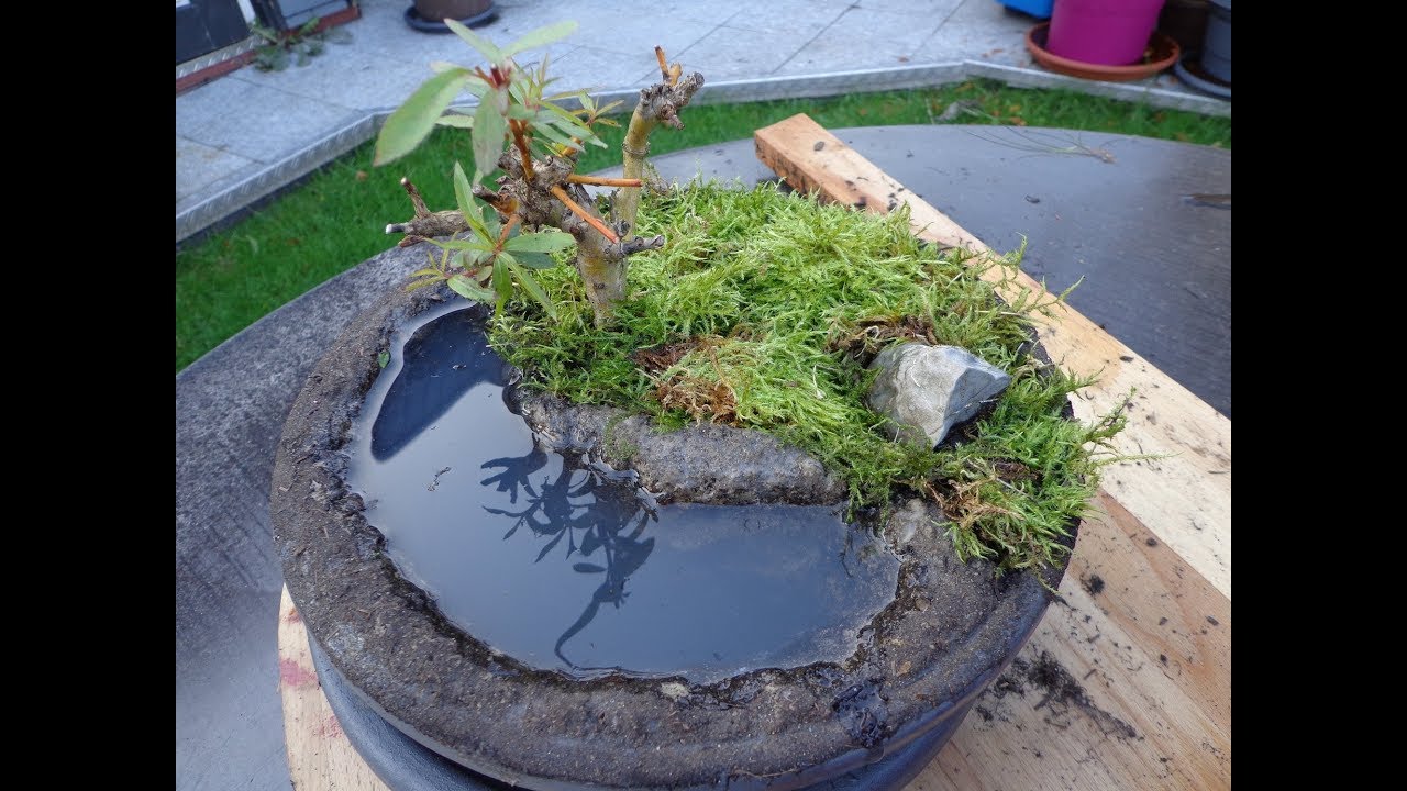 Trauerweide Bonsai - Teil 2