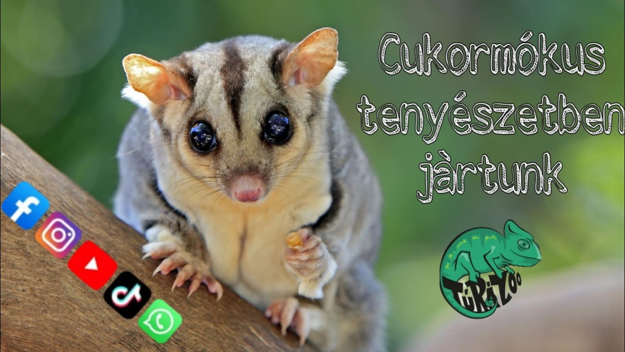Cukormókusokról àltalàban :)