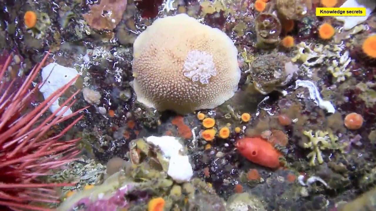 Diving At 10 Mile Point Victoria || Vancouver Island 2015