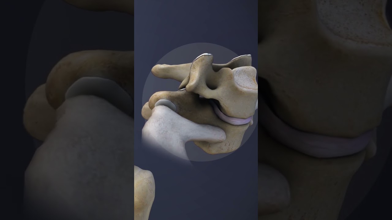 Rib Attachment to the C7-T1 Spinal Motion Segment