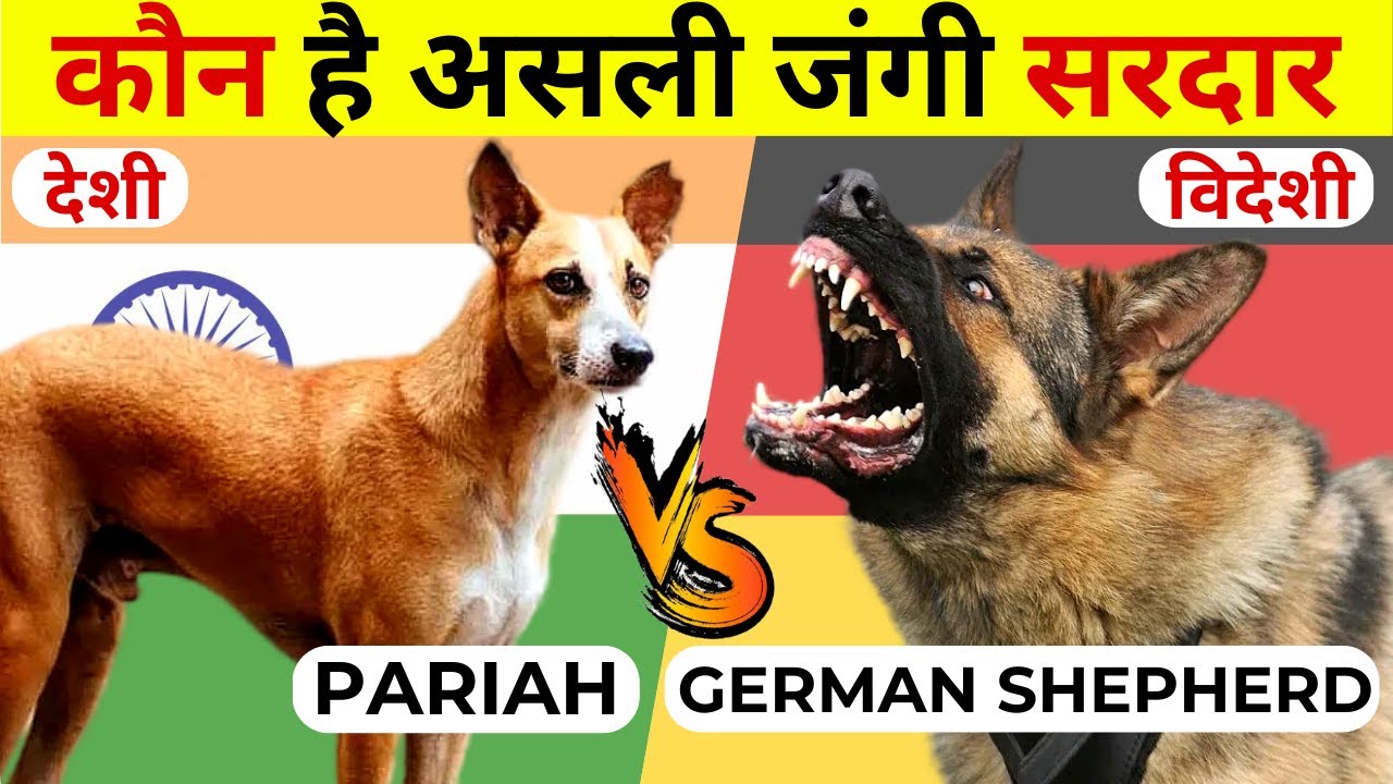Indian Dog Breeds Vs Foreign Dog Breeds | Indian Pariah VS German Shepherd | Fight Comparison