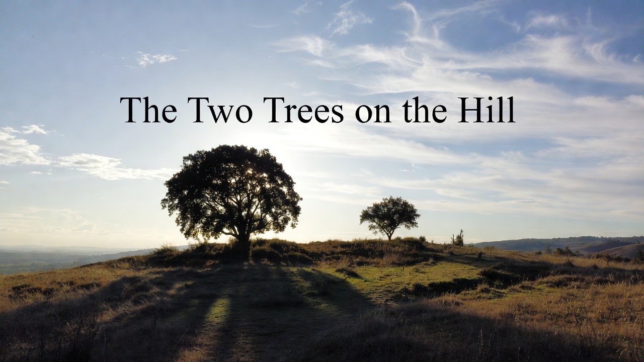Два дерева на холме