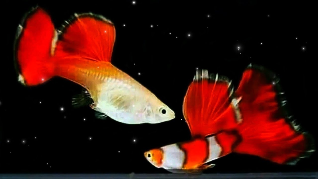 Top 10 Rare Guppy Fish You Haven't Seen 😳😲 | Beautiful Guppy Fish in the World
