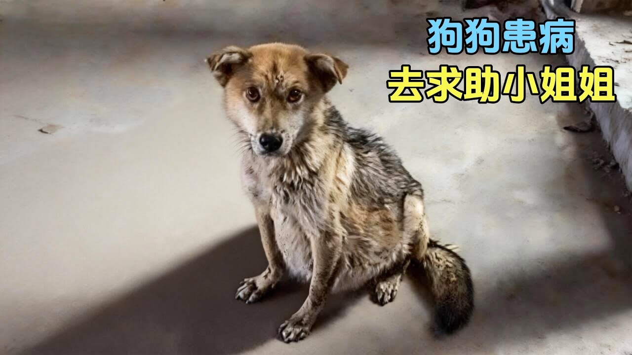 狗狗身患重病，为了活下去，它主动去求助人类