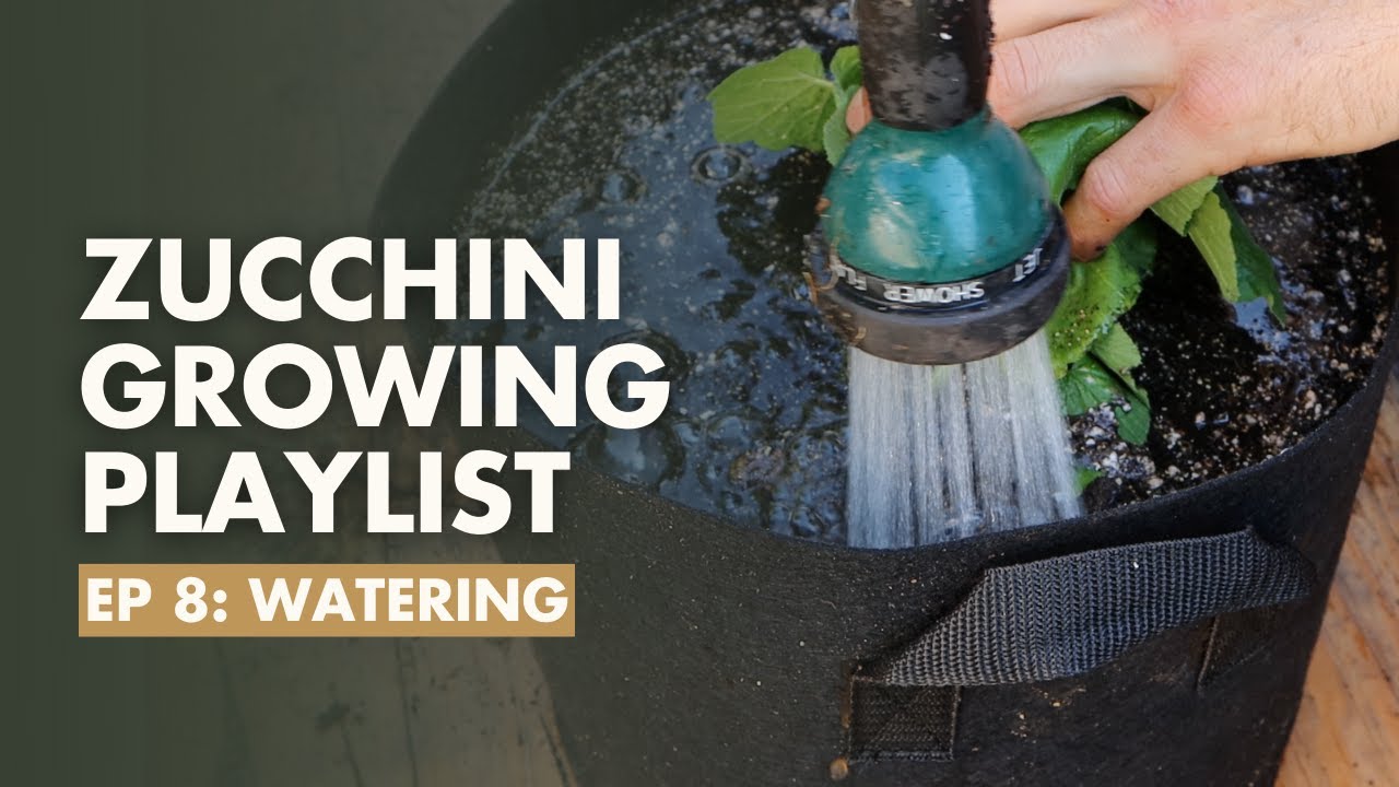 (Ep8) Watering Zucchini 101 - Zucchini Growing Guide