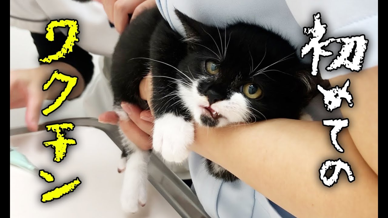 初めてワクチン注射をする子猫の反応が…【保護猫】