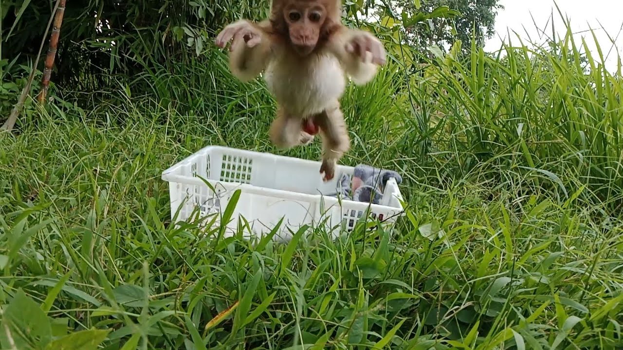 fly