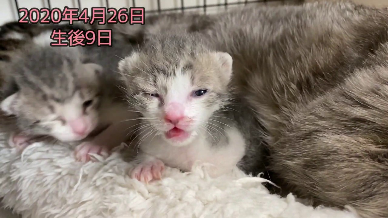 瀕死だった子はやっぱり弱い。2020年4月26日