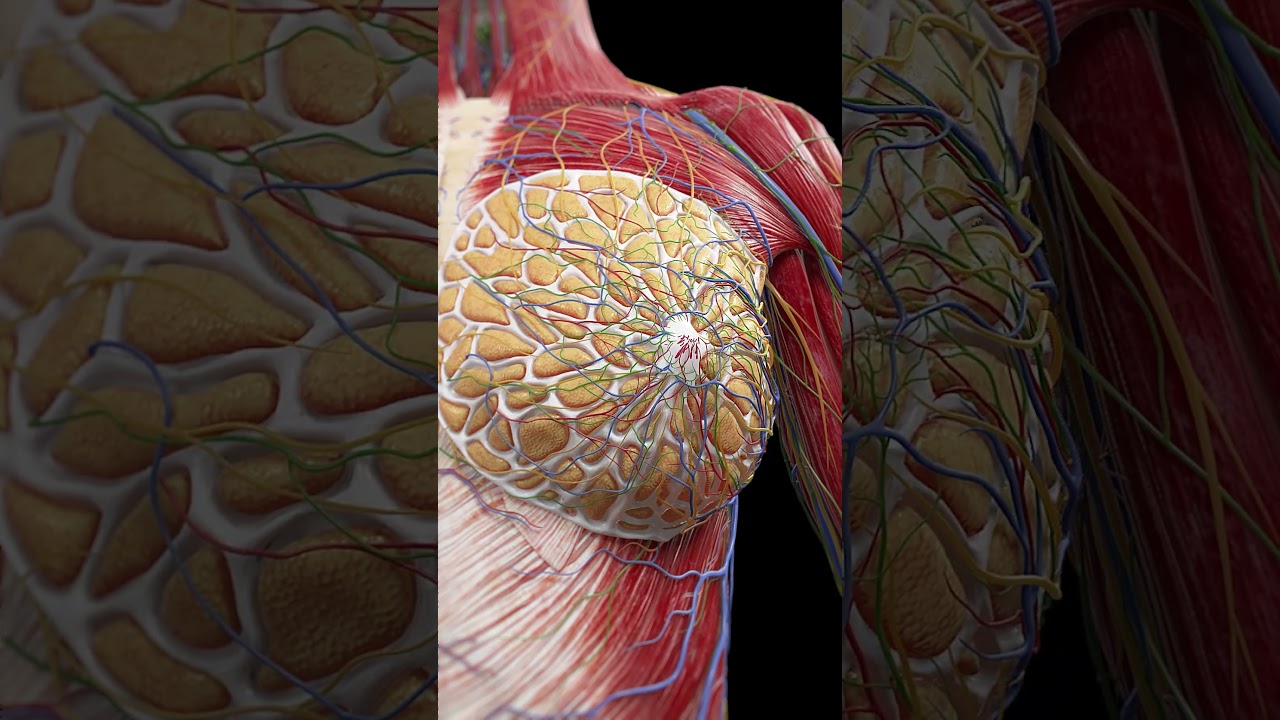 The Incredible Anatomy of the Female Breast
