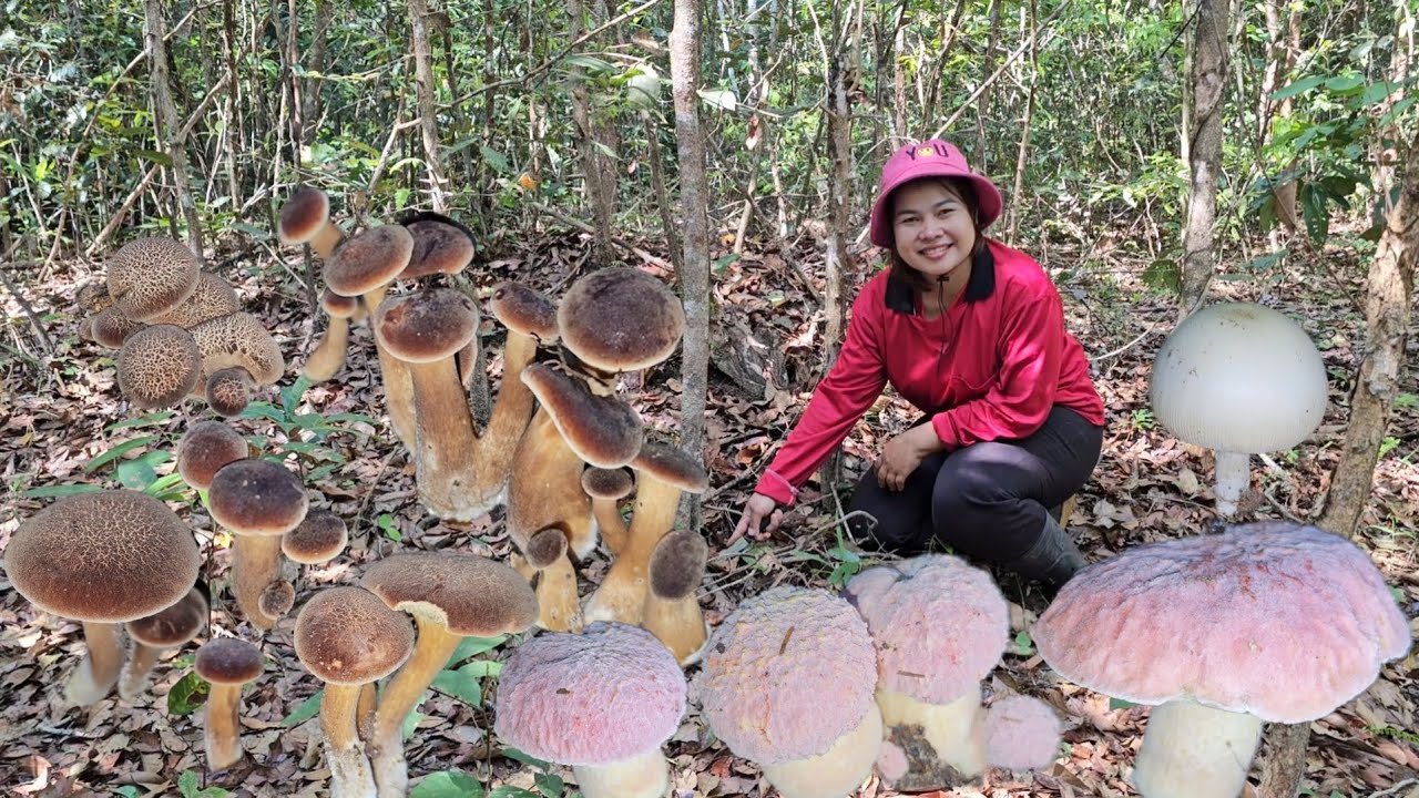 หมานคือเก่าจ้า! เห็ดผึ้งข้าวสีชมพู​ เห็ดบดดินออกใหม่​ เห็ดผึ้งรวมล้นตะกร้าอีกเช่นเคย​ 16มี.ค.69