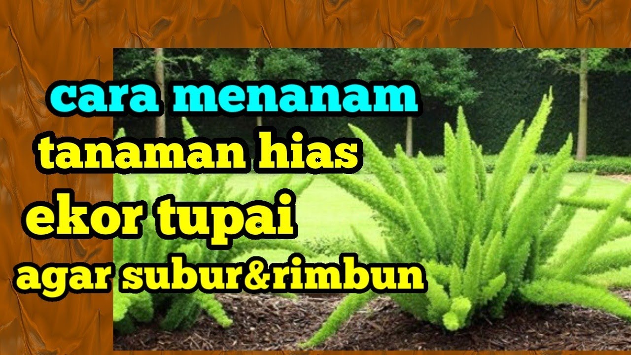 cara menanam tanaman hias ekor tupai