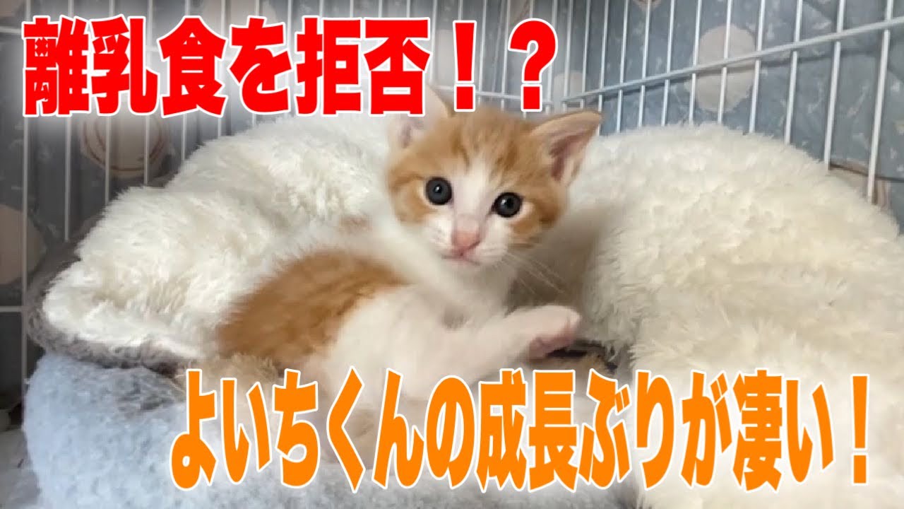 離乳食を拒否して突然カリカリを食べ始める子猫のよいちくん【Kitten】
