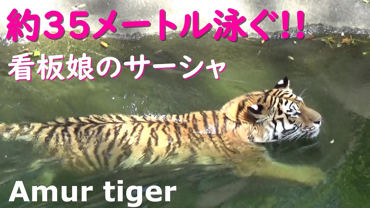 トートの妹🐯35メートル泳ぐサーシャ❤浜松動物園