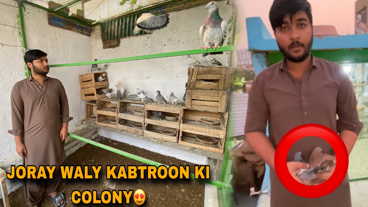 Joray Wala Kabtroon Ke Liye Colony Bana Di😍|| Kis Ke 2 Kabootar Pkr Liye😮