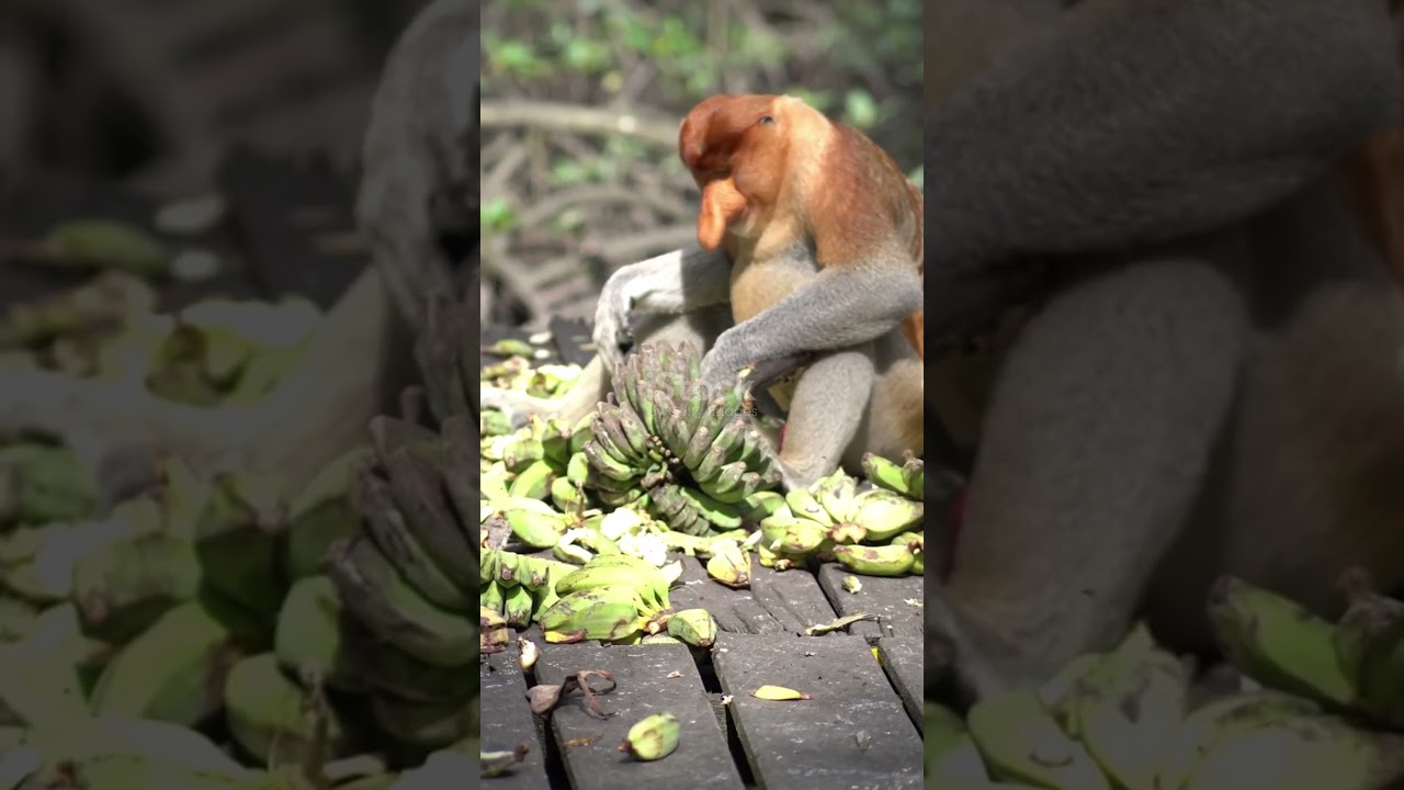 Bald Uakaris: The Fruit Fanatics!