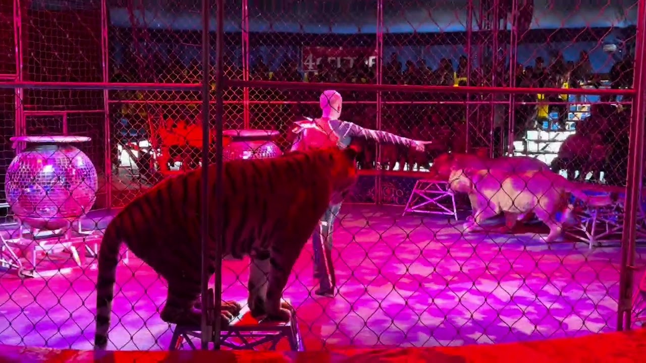 Цирк золото Африки Львы. Circus gold Africa Leon’s 