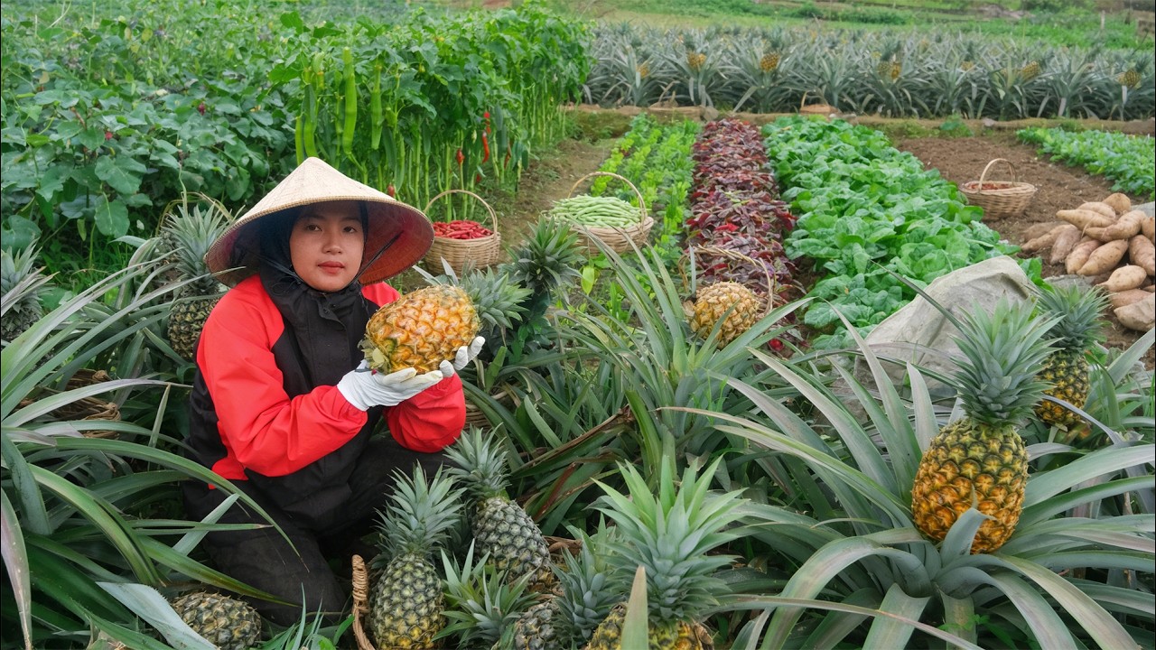 180 Days Living On The Farm: Pineapple, Cassava, Malabar Spinach, Winged Beans To Sell At the Market