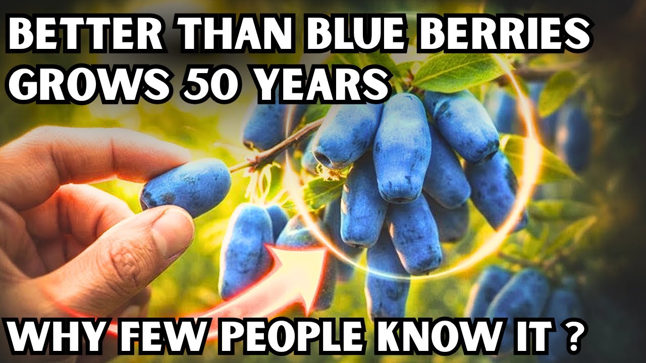 Better Than Blueberries And Oranges Combined. Grows For 50 Years. Why Don't You Know About It?