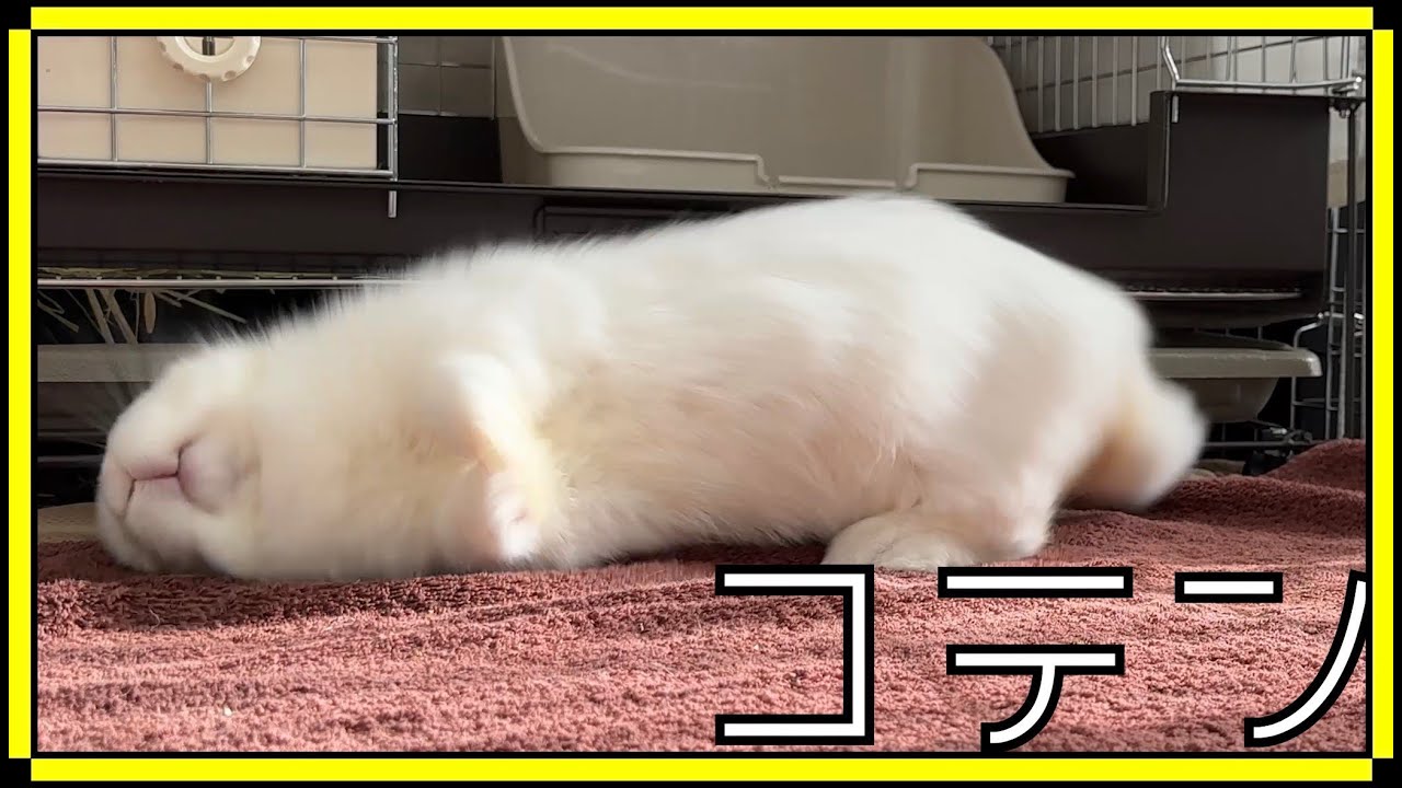 コテンと転がってお昼寝しちゃううさぎさん【たち耳ロップ】
