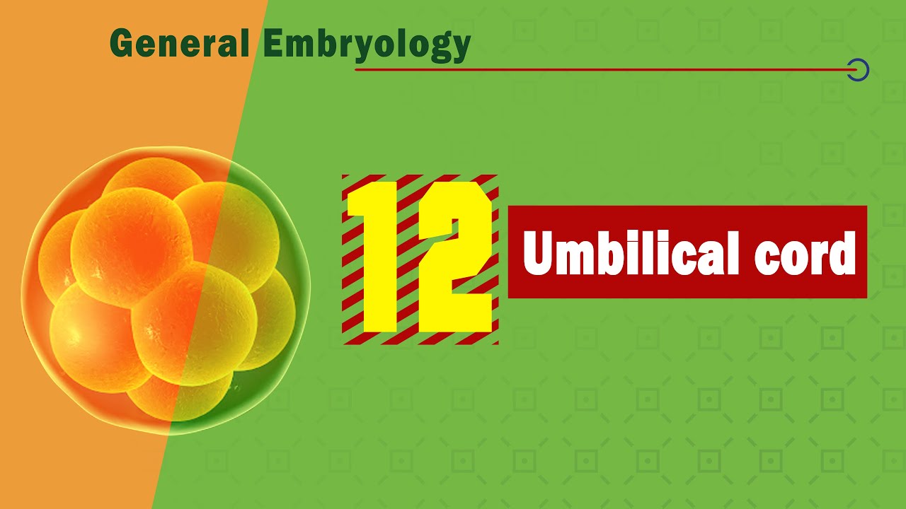 𝟏𝟐. 𝐔𝐦𝐛𝐢𝐥𝐢𝐜𝐚𝐥 𝐜𝐨𝐫𝐝 𝐝𝐞𝐯𝐞𝐥𝐨𝐩𝐦𝐞𝐧𝐭 ➰➰➰ (تطور الحبل السري)