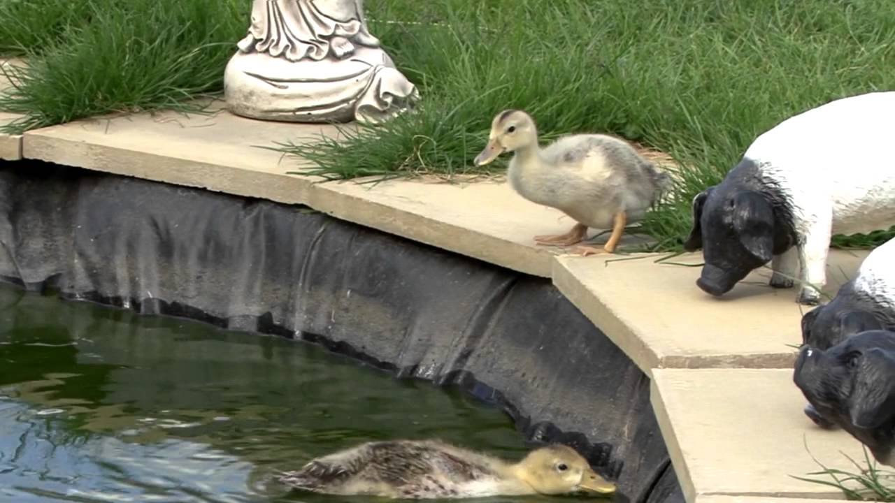 SIlver Appleyard Ducklings at 4 weeks old