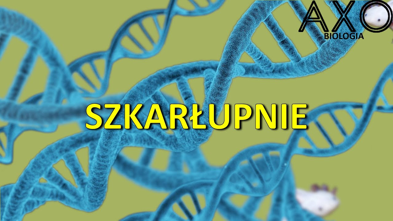 40. Szkarłupnie