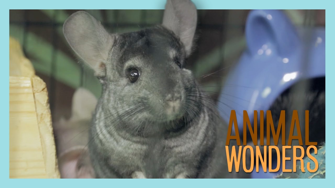 Chinchilla Saga Finale - Friends