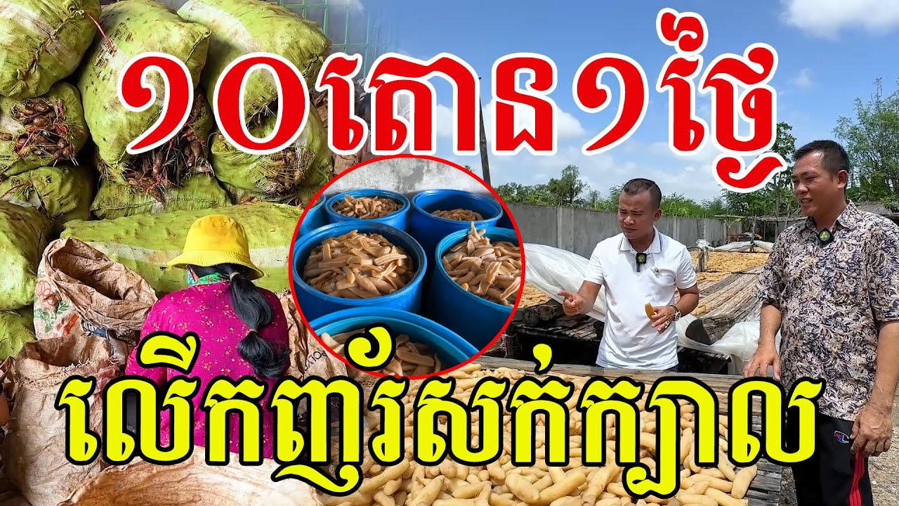 ១០តោន១ថ្ងៃ ពិភពឆៃប៉ូវមែន ជួយកសិករបានច្រើន