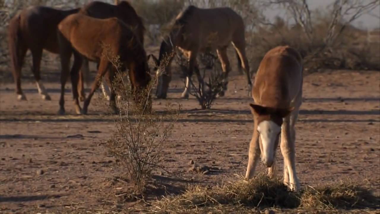 Down2Earth 11.1 - Salt River Pima-Maricopa Indian Community Wild Horses
