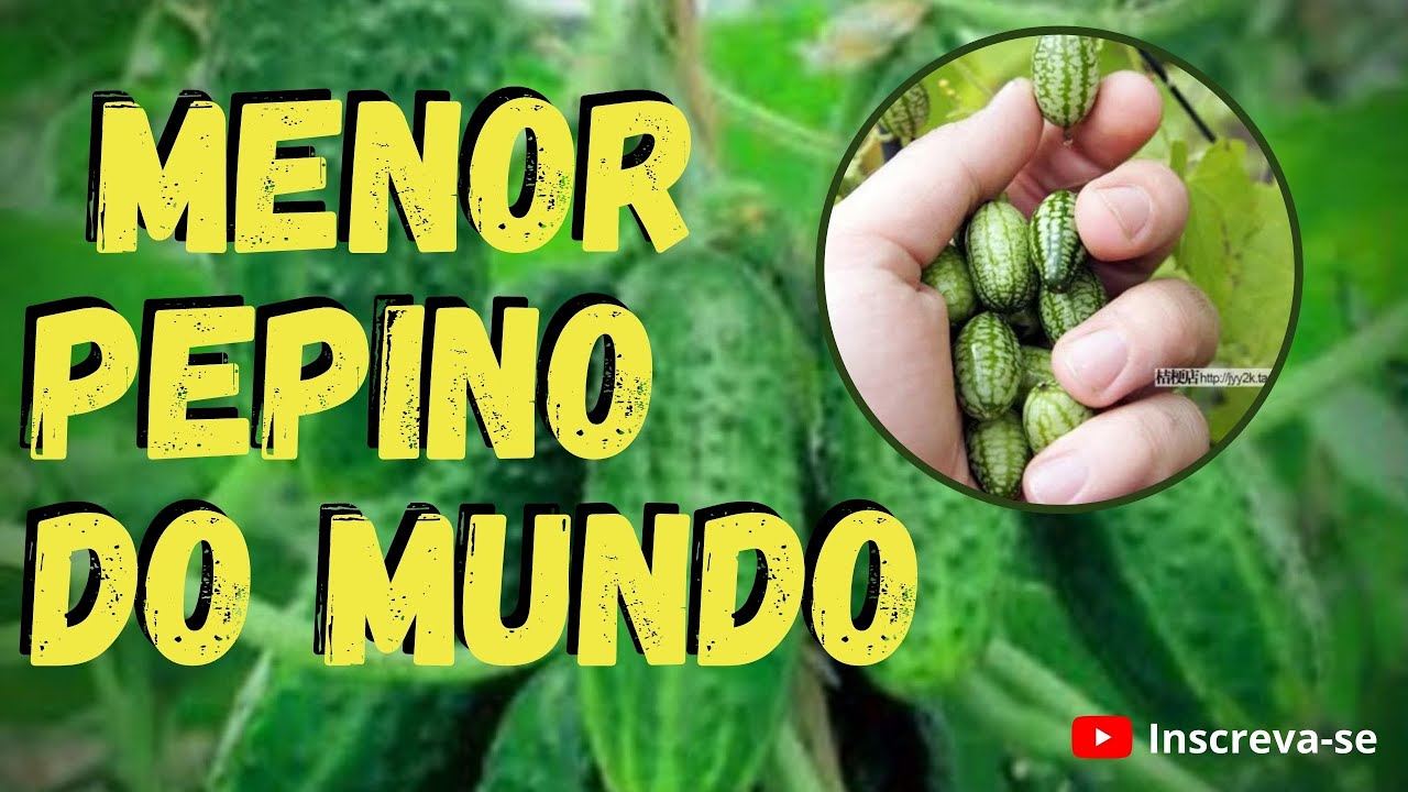 Como fazer mudas e plantar mini pepino, ou pepino de conserva | veja esse vídeo