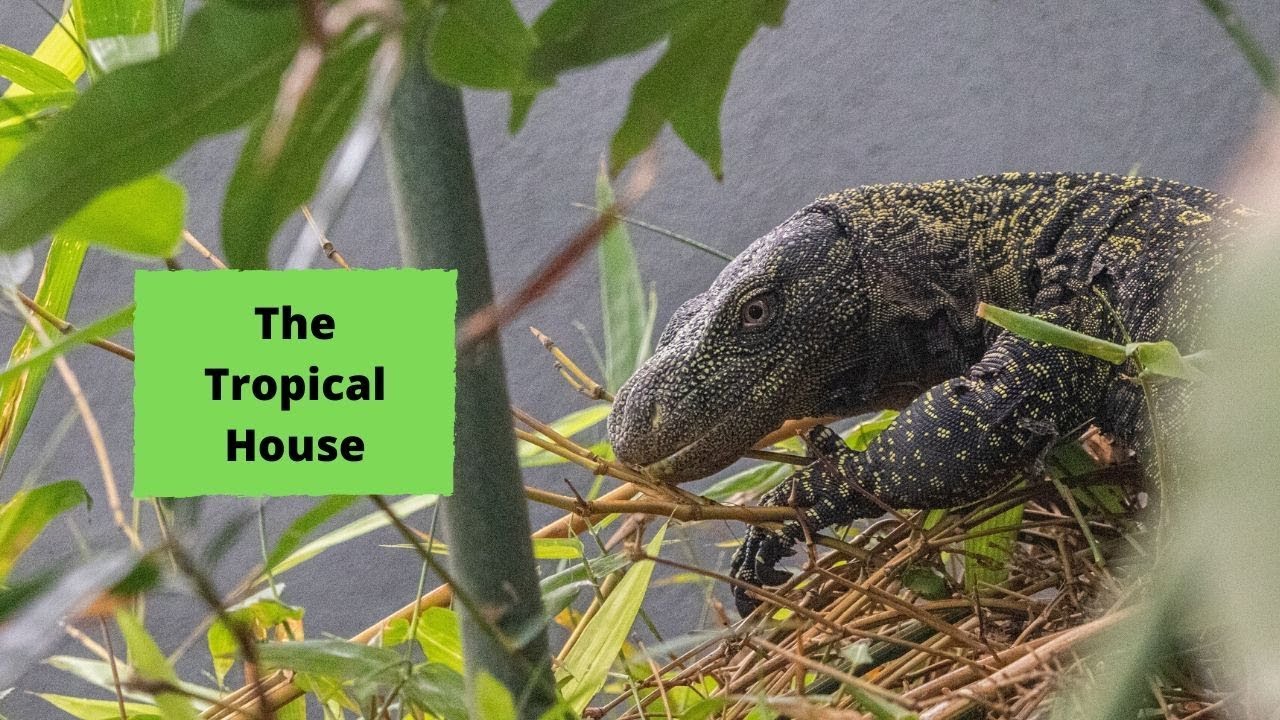 Tour of the Brand New Tropical House at Marwell Zoo