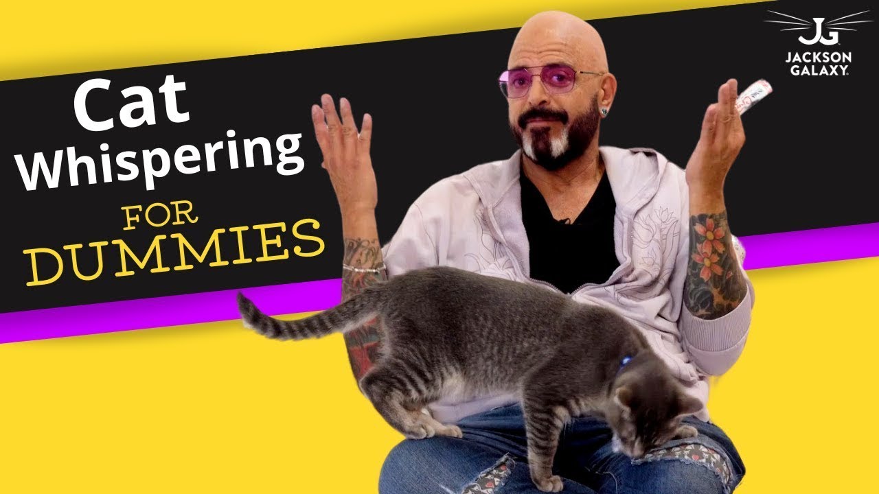 Cat Whispering 101: How to be Prom King Popular!