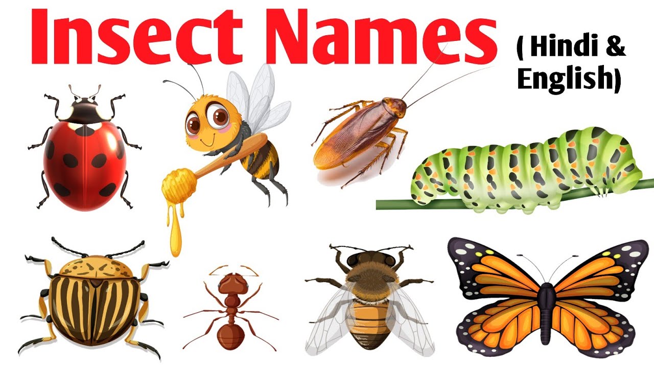 Insects Name for Kids |कीडे मकोडे के नाम Learn 20 Bug Names in English  | CleverToon