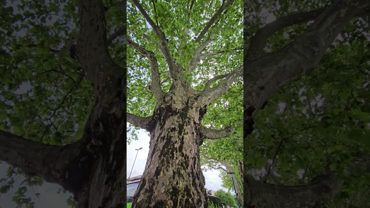 Platanus acerifolia  Plátano London Plane  en Trento Italia