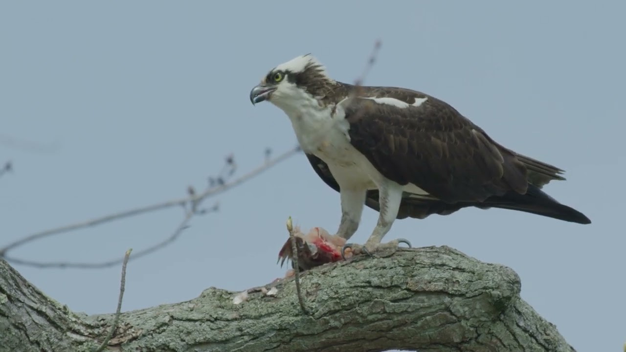 Osprey Nest at Mallows Bay Park