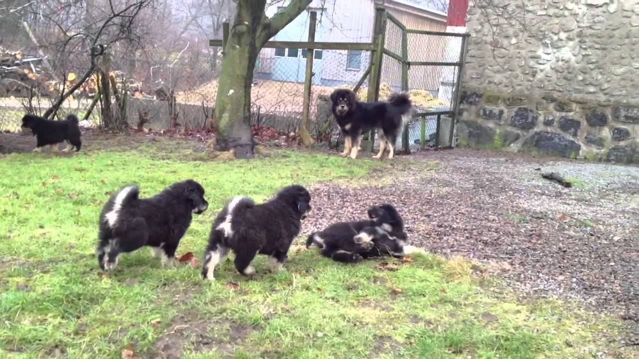 Our Tibetan mastiff puppies playing with Ami and father Bagro