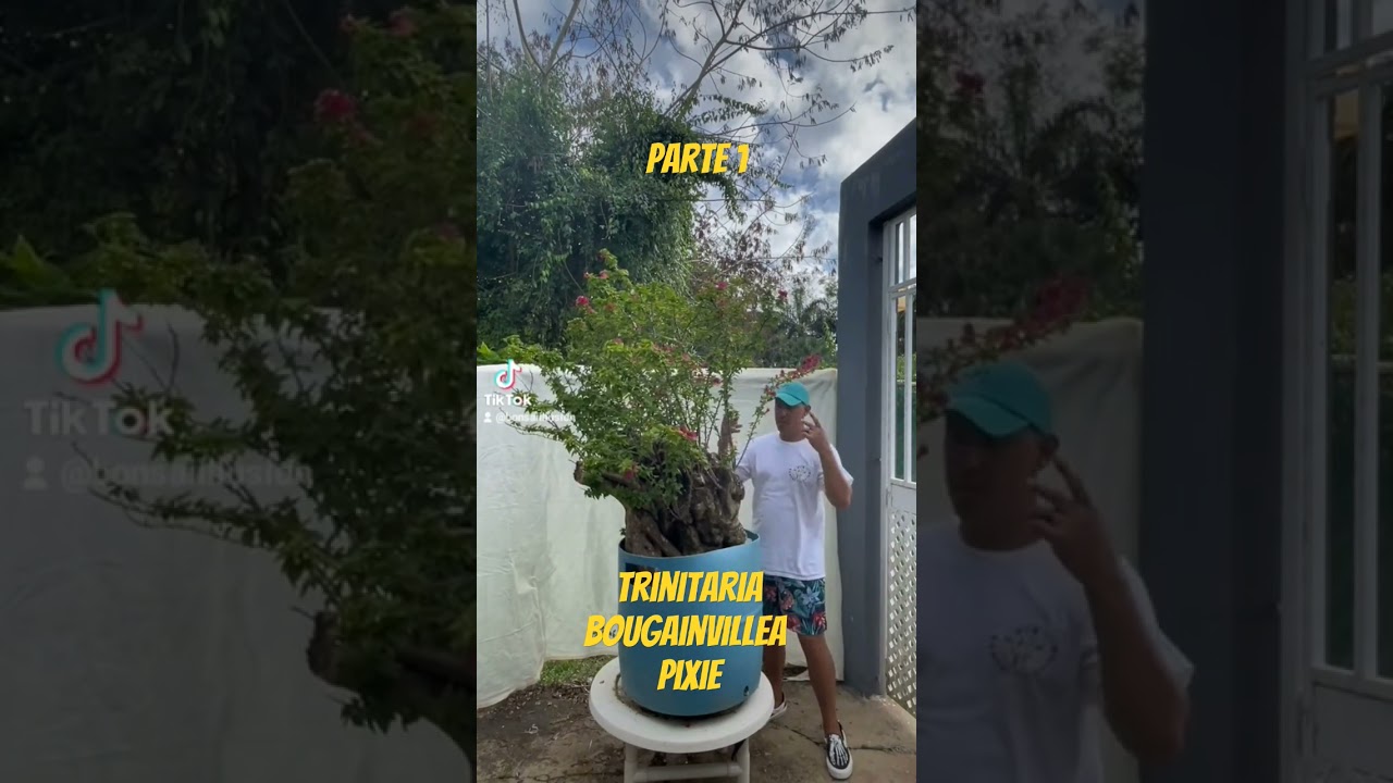 #trinitaria #bougainvillea #pixie #bonsai #bonsaigarden #bonsaiwork #bonsaitropical #desdecero