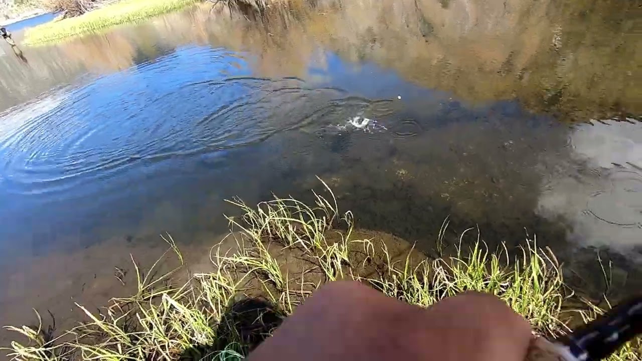 Fly fishing for beautiful trout at intake 2 in Bishop CA