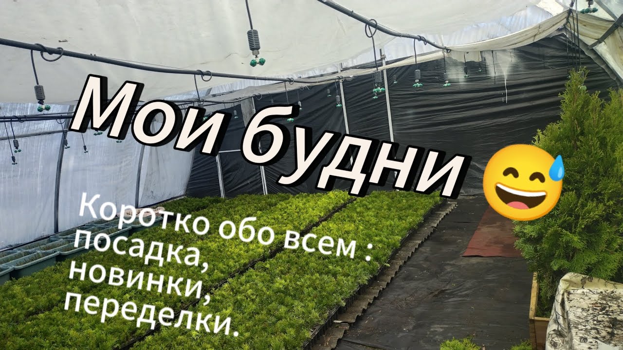 Как я выращиваю туи