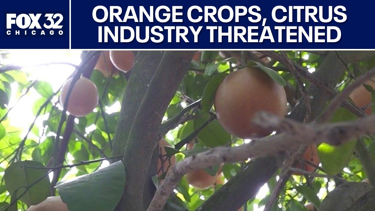 Severe Florida drought threatens orange crops and citrus industry