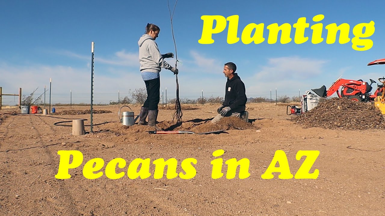 Planting Bare Root Trees | Growing Pecan Trees in AZ